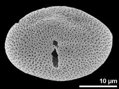 acetolyzed pollen,slightly oblique equatorial view