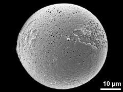 polar distal view (diporate grain)