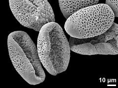 dry pollen grains