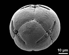 hydrated pollen grain