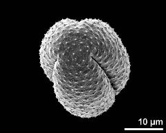 polar view (dry pollen grain)