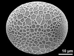 polar proximal view