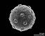 hydrated pollen grain