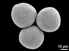 hydrated pollen grains