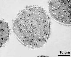 pollen grains in cross section