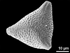 polar proximal (?) view