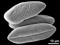 dry pollen grains