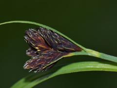 inflorescence(s)