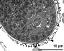 cross section of pollen grain with vegetative nucleus