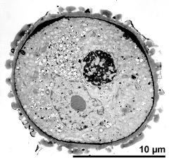 hydrated pollen grain