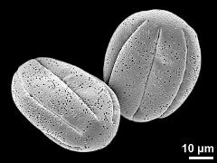 dry pollen grains