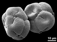 dry tetrads