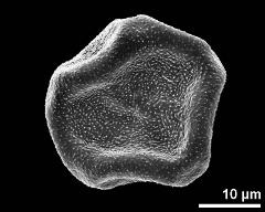 polar view (dry pollen grain)