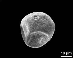 slightly oblique polar view of dry pollen grain