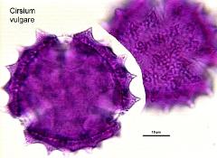 hydrated pollen