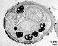 bi-cellular pollen grain in cross section