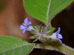 inflorescence(s)