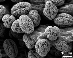 dry pollen grains