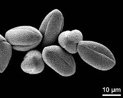 dry pollen grains