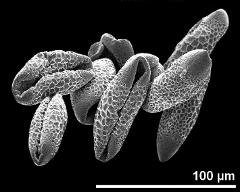 dry pollen grains