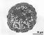 pollen grain in cross section