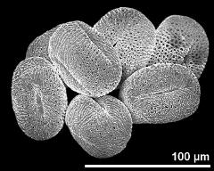 dry pollen grains