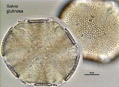hydrated pollen