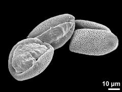 dry pollen grains