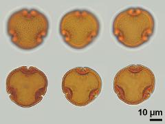 acetolyzed pollen,polar view