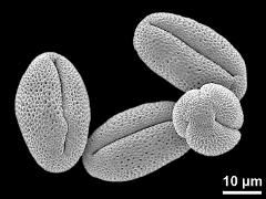 dry pollen grains