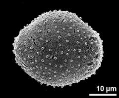 hydrated pollen grain