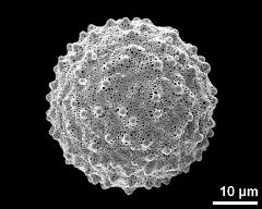 hydrated pollen grain