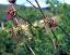 flowers of Sanguisorba minor