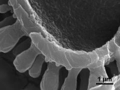 Pollen wall ektexine after sporoderm cleavage