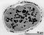 pollen grain in cross section