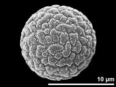 hydrated pollen grain