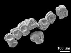 dry tetrads