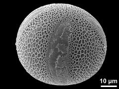 equatorial view,tetracolpate pollen grain