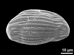 polar proximal view