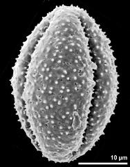 dry pollen grain in equatorial view