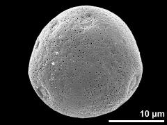 hydrated pollen grain