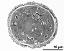 cross section of pollen grain