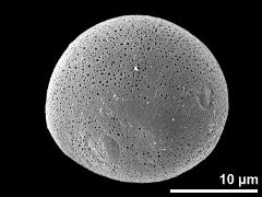 hydrated pollen grain