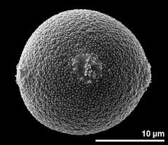 hydrated pollen grain