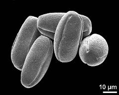 dry pollen grains