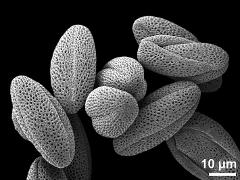 dry pollen grains