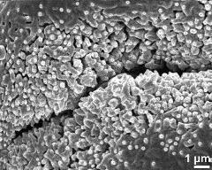 aperture of dry pollen grain