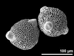 hydrated pollen grains