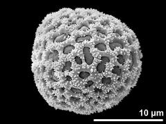 hydrated pollen grain