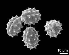 dry pollen grain